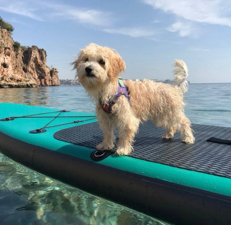 Sup board по лучшим ценам